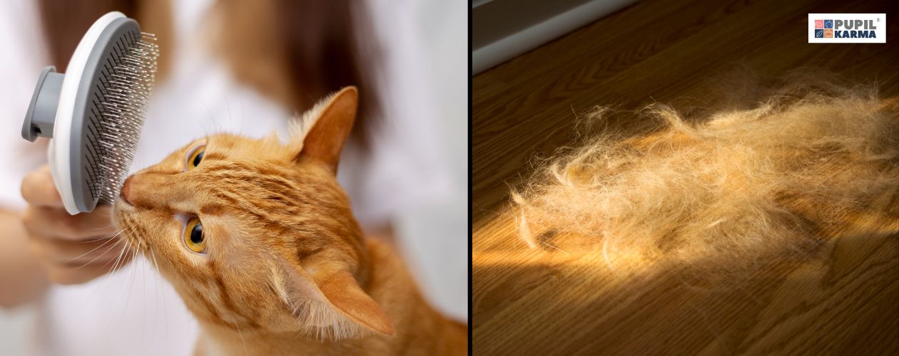 Wzmożone wypadanie sierści jesienią. Po lewej zbliżenie na kota i szczotkę do wyczesywania, po prawej kupka sierści leżąca na podłodze. Po prawej logo pupilkarma.